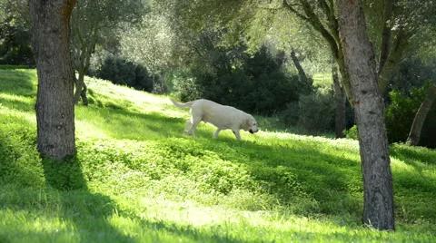 Labrador dog - senior dog - walking trough in backlit Stock Footage 45123732