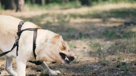 Labrador dog shakes off Stock Footage 111494883
