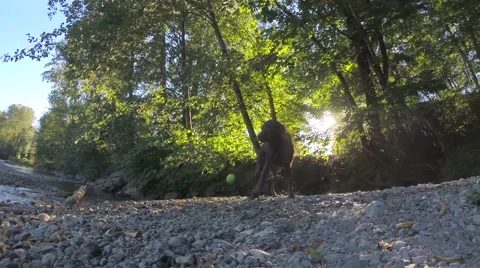 Labrador dog shaking himself off Stock Footage 41452489
