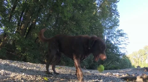 Labrador dog shaking himself of in slow motion Stock Footage 41452436