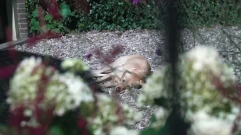 Labrador Dog Sleeping On Some Rocks With Flowers In Front Of Him Stock Footage 130676730