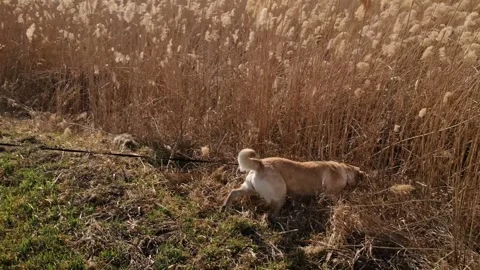 Labrador dog walking through dry reed grass and sniffing the ground during Stock Footage 327229751