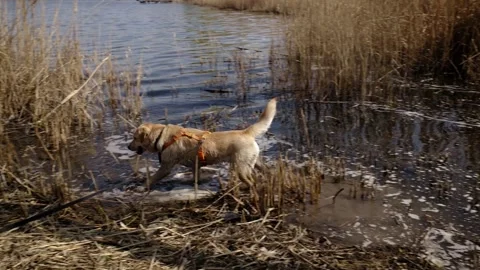 Labrador dog walking through shallow water near reeds. Natural outdoor scene Stock Footage 327228798