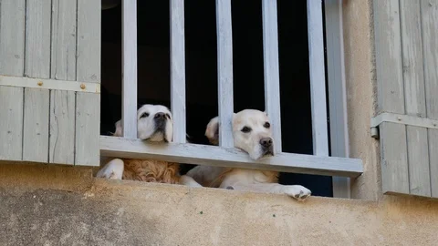 Labrador dogs looking through a railing Stock Footage 96065953