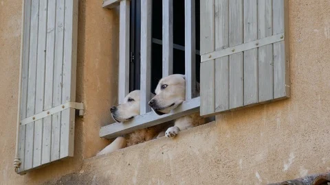 Labrador dogs looking through a railing Stock Footage 96066103