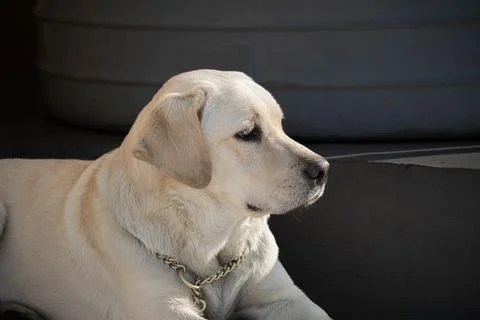 Labrador dogs Stock Photos