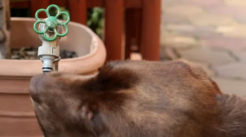 Labrador drinking water Stock Footage 35713352