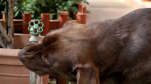 Labrador drinking water Stock Footage 35713631