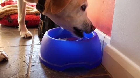 Labrador drinking water out of blue plastic bowl close up Video stock 76834697