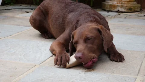 Labrador eating a bone in slow motion Stock Footage 138966327