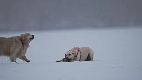 Labrador enjoying snowy fun, winter joy, Christmas bokeh, blue snowy background. Stock Footage 295328104