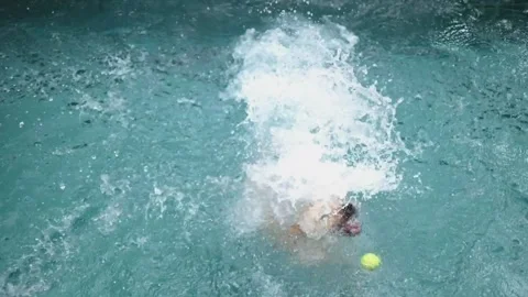 Labrador enthusiastically jumps into pool to catch tennis ball thrown there. Dog Stock Footage 276646771