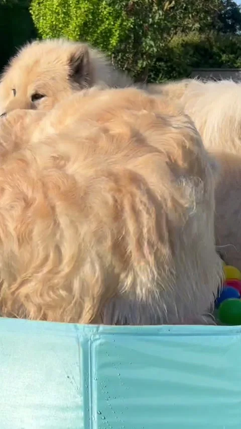 The labrador et eurasier playing in a pool with balls Stock Footage 272966628