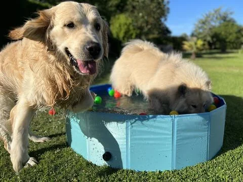 The labrador et eurasier playing in a pool with balls Fotos Stock