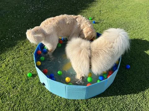 The labrador et eurasier playing in a pool with balls Fotos Stock