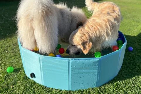The labrador et eurasier playing in a pool with balls Fotos Stock