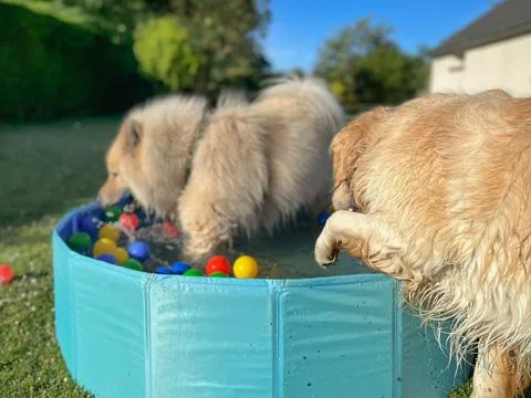 The labrador et eurasier playing in a pool with balls Stock-Fotos