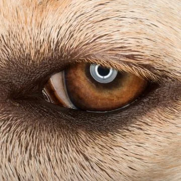 Labrador Eye Stock Photos