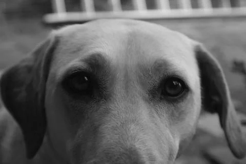 Labrador eyes Stock Photos