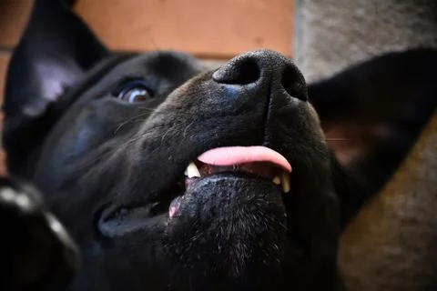 Labrador Face Stock Photos