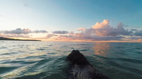Labrador fetching a stick in the ocean at sunset Stock Footage 124818909
