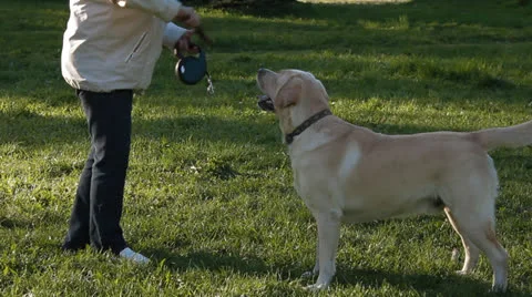 Labrador Stock Footage 24275589