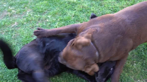 Labrador Video stock 130261407