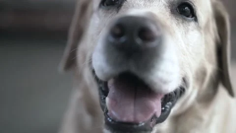 Labrador 스톡 동영상 157284944