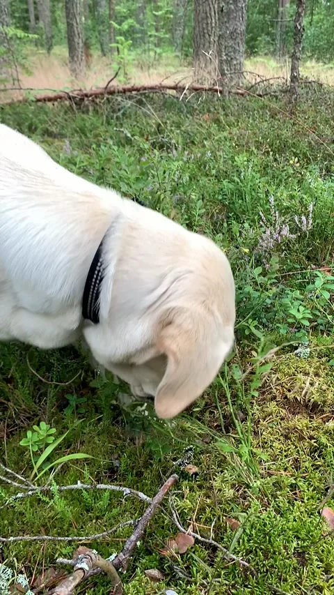 Labrador in Forest Stock Footage 310821350