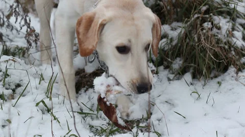 Labrador gnaws a bone Stock-Footage 33471843