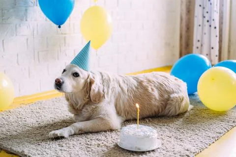 Labrador golden retriever dog celebrates birthday in a cap and with cake Stock Photos