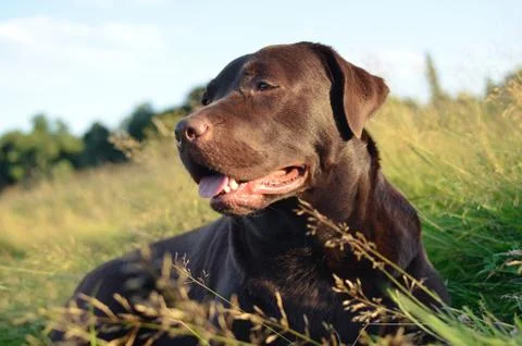 Labrador in a grass at sunset Stock Photos