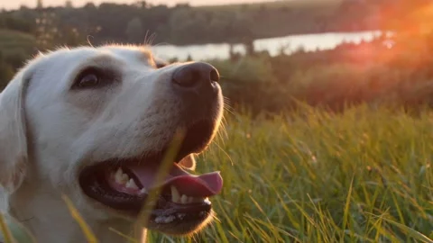 Labrador on green grass during sunset 스톡 동영상 248432870