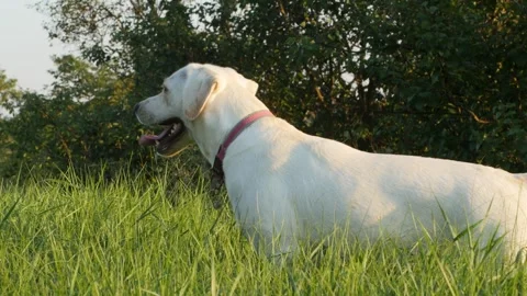 Labrador on green grass during sunset 스톡 동영상 248432888