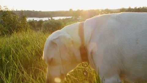 Labrador on green grass during sunset 스톡 동영상 248432915
