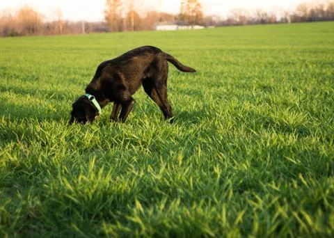Labrador in green grass Stock Photos