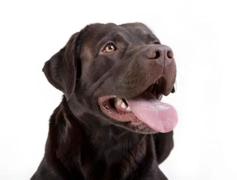 Labrador head Stock Photos