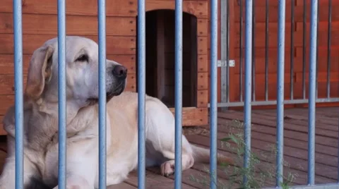 Labrador in his aviary Stock Footage 42120176