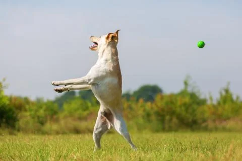 Labrador jumps for a ball Stock Photos