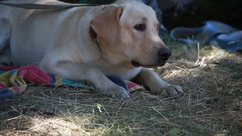 Labrador lies on a grass Stock Footage 79479847