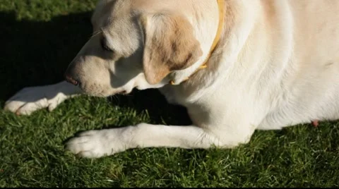 Labrador look Stock Footage 921144
