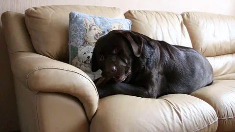 Labrador lying on the couch and guest bone. Stock Footage 83448375