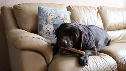 Labrador lying on the couch and guest bone1 Stock Footage