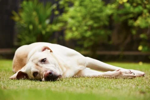 Labrador is lying on the grass 写真素材