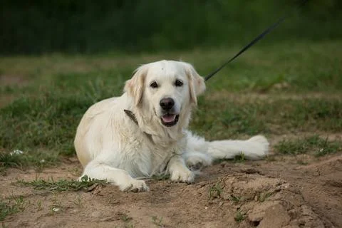 Labrador lying on the ground Foto stock