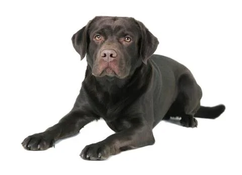 Labrador lying isolated Stock Photos