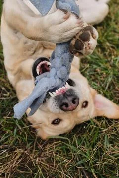 Labrador lying on its back and holding a blue rope toy with paws and mouth pl Stock Photos