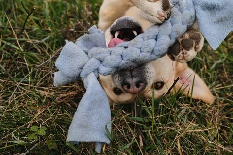 Labrador lying on its back and holding a blue rope toy with paws and mouth pl Stock Photos