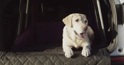 Labrador Lying on Quilted Boot Liner, Open Car Trunk, Front View Wide Shot Stock Footage 341317292