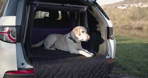 Labrador Lying in Vehicle Boot by Riverbank, Green Meadow Nature, Wide Shot Stock Footage 341316668